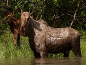 Moose with calf